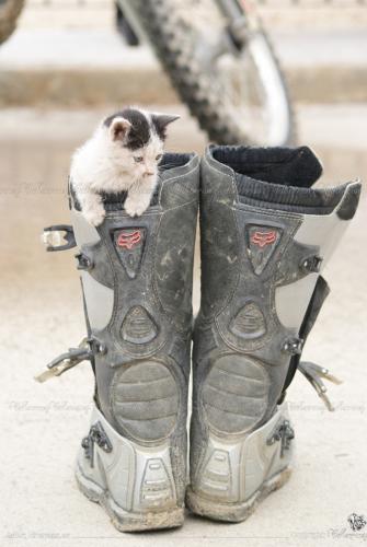 20150601_gatito-malo